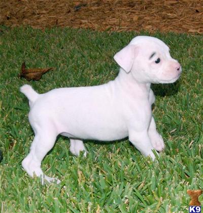 Puppies in GA